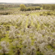 a field with white flowered trees.